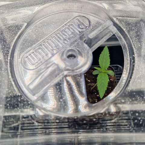 Fullgas!                             (Strain Hunters) growlog timeline photo