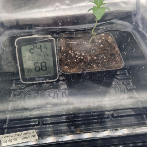 Fullgas!                             (Strain Hunters) growlog timeline photo