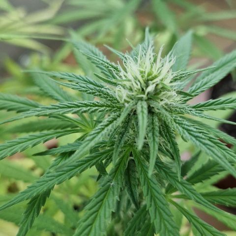 Random Seed Experiment  growlog timeline photo