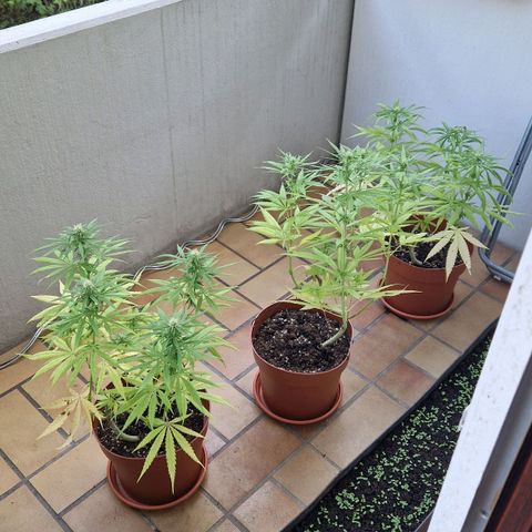 Random Seed Experiment  growlog timeline photo