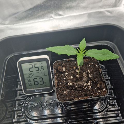 Fullgas!                             (Strain Hunters) growlog timeline photo