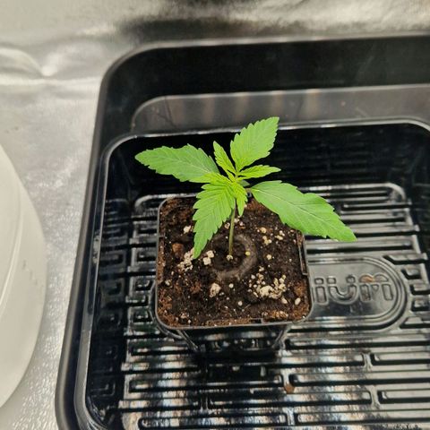 Fullgas!                             (Strain Hunters) growlog timeline photo