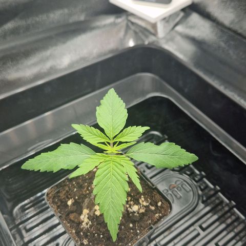 Fullgas!                             (Strain Hunters) growlog timeline photo