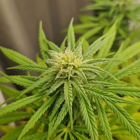 Random Seed Experiment  growlog timeline photo