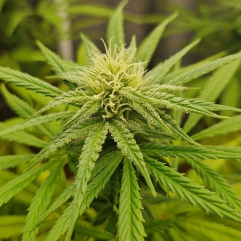 Random Seed Experiment  growlog timeline photo