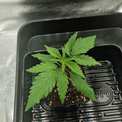 Fullgas!                             (Strain Hunters) growlog timeline photo