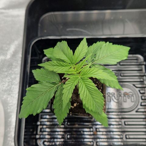 Fullgas!                             (Strain Hunters) growlog timeline photo