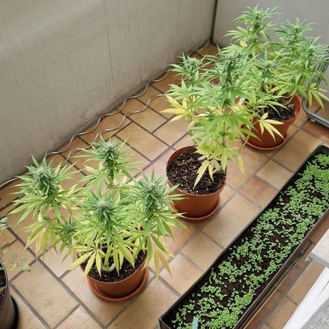 Random Seed Experiment  growlog timeline photo
