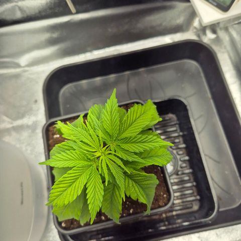 Fullgas!                             (Strain Hunters) growlog timeline photo