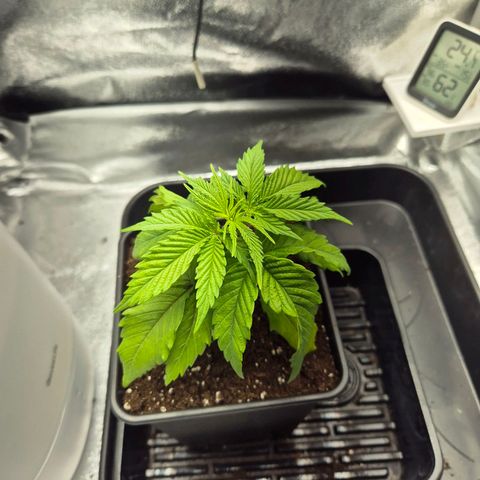 Fullgas!                             (Strain Hunters) growlog timeline photo