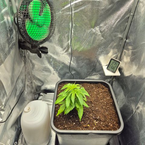 Fullgas!                             (Strain Hunters) growlog photo: Seitlich eingepflanzt um Platz für LST zu schaffen.