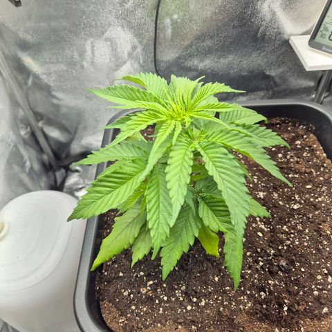 Fullgas!                             (Strain Hunters) growlog timeline photo