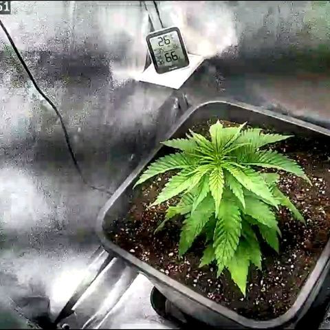 Fullgas!                             (Strain Hunters) growlog timeline photo