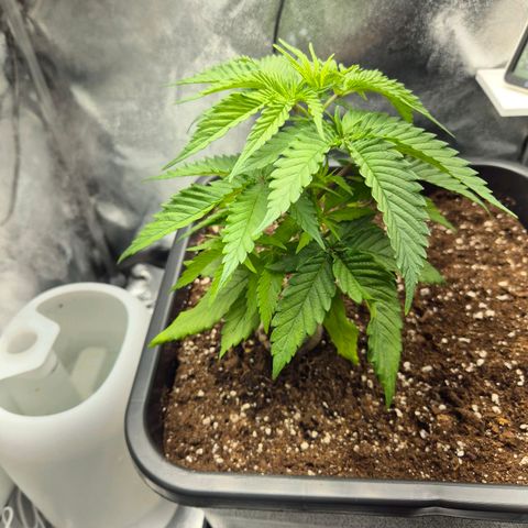 Fullgas!                             (Strain Hunters) growlog timeline photo