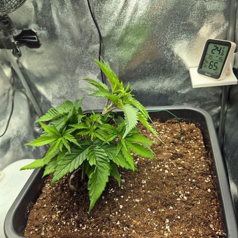 Fullgas!                             (Strain Hunters) growlog timeline photo