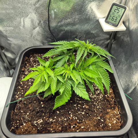 Fullgas!                             (Strain Hunters) growlog timeline photo