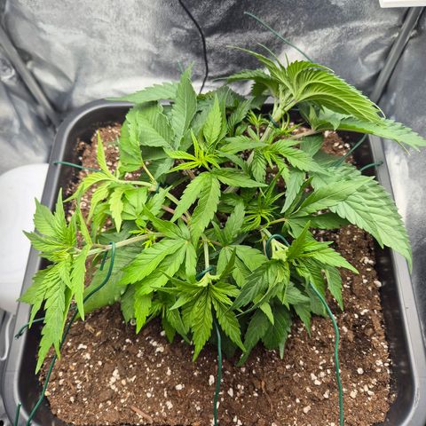 Fullgas!                             (Strain Hunters) growlog timeline photo