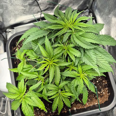 Fullgas!                             (Strain Hunters) growlog timeline photo