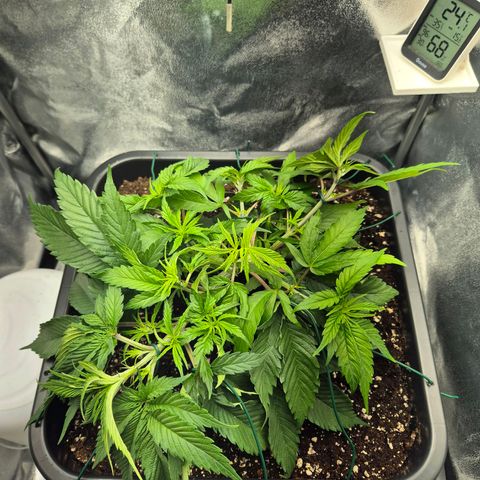 Fullgas!                             (Strain Hunters) growlog timeline photo