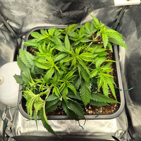 Fullgas!                             (Strain Hunters) growlog photo: LST angepasst 