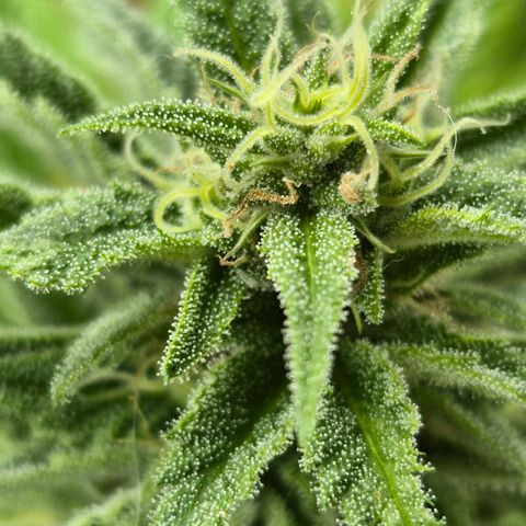 Random Seed Experiment  growlog photo: Letzte Blüte Woche 