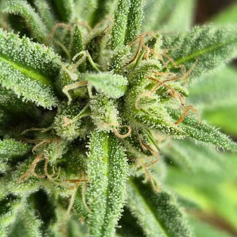 Random Seed Experiment  growlog photo: Letzte Blüte Woche 