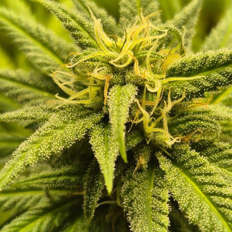 Random Seed Experiment  growlog timeline photo