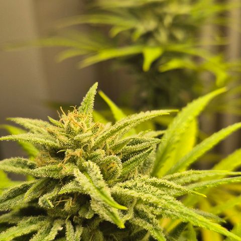 Random Seed Experiment  growlog timeline photo