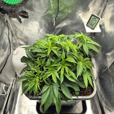 Fullgas!                             (Strain Hunters) growlog timeline photo