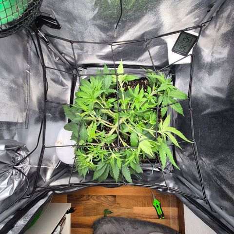 Fullgas!                             (Strain Hunters) growlog photo: Netz langsam herab gelassen um Triebe weiter verteilt und den Wachstum neuer Triebe anzuregen 