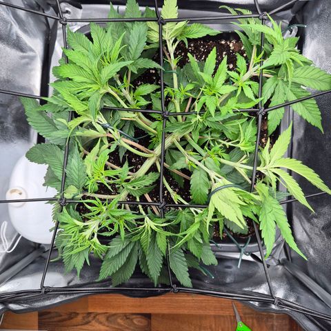 Fullgas!                             (Strain Hunters) growlog photo: Netz langsam herab gelassen um Triebe weiter verteilt und den Wachstum neuer Triebe anzuregen 