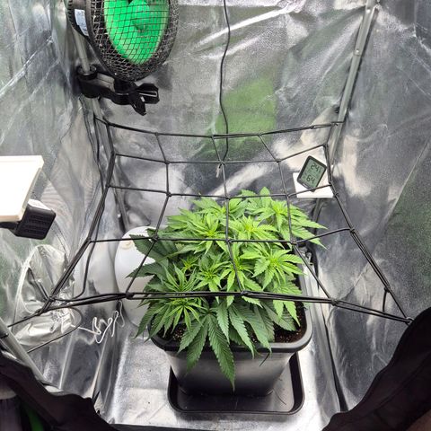 Fullgas!                             (Strain Hunters) growlog photo: Netz langsam herab gelassen um Triebe weiter verteilt und den Wachstum neuer Triebe anzuregen 