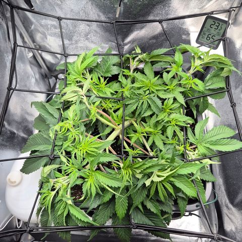 Fullgas!                             (Strain Hunters) growlog timeline photo