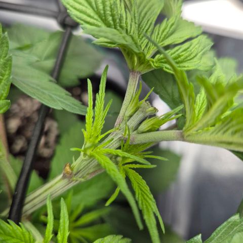 Fullgas!                             (Strain Hunters) growlog timeline photo