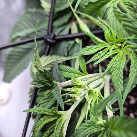 Fullgas!                             (Strain Hunters) growlog timeline photo
