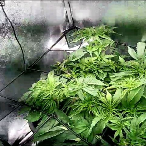 Fullgas!                             (Strain Hunters) growlog timeline photo