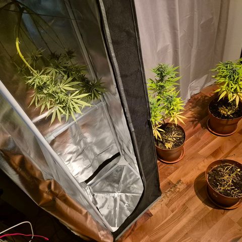 Random Seed Experiment  growlog photo: Ernte