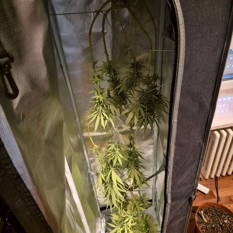Random Seed Experiment  growlog timeline photo