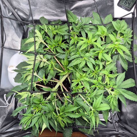 Fullgas!                             (Strain Hunters) growlog timeline photo