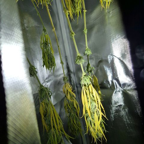 Random Seed Experiment  growlog timeline photo