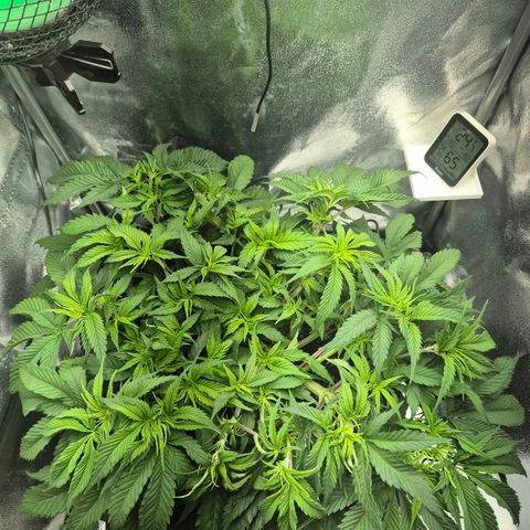 Fullgas!                             (Strain Hunters) growlog photo: Etwas entlaubt 