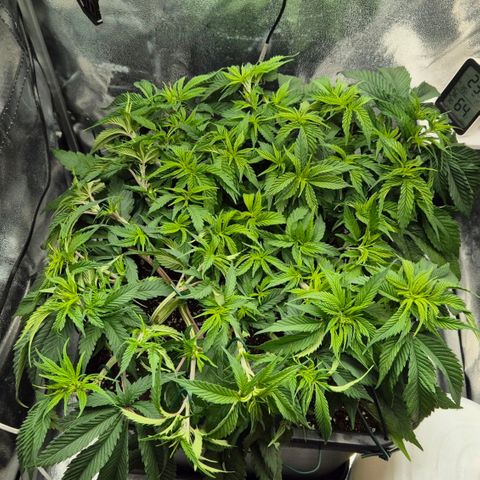 Fullgas!                             (Strain Hunters) growlog timeline photo