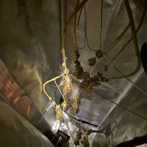 Random Seed Experiment  growlog timeline photo