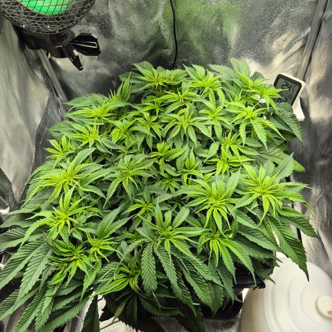Fullgas!                             (Strain Hunters) growlog timeline photo