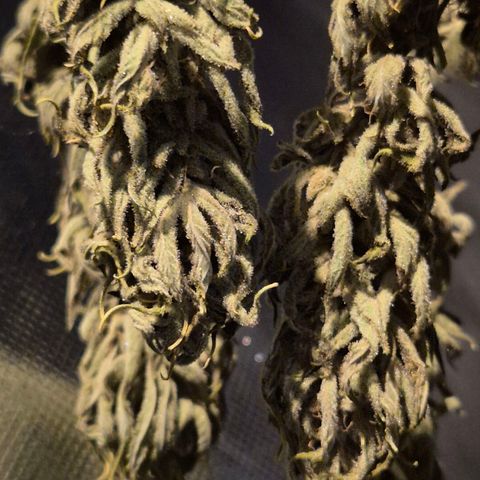 Random Seed Experiment  growlog timeline photo