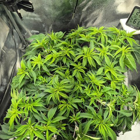 Fullgas!                             (Strain Hunters) growlog timeline photo