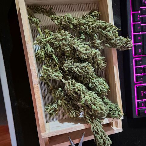 Random Seed Experiment  growlog photo: 23g