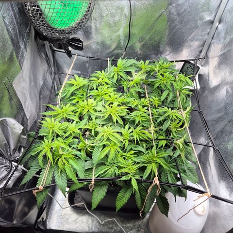 Fullgas!                             (Strain Hunters) growlog timeline photo