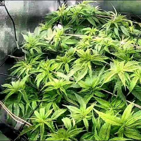 Fullgas!                             (Strain Hunters) growlog timeline photo