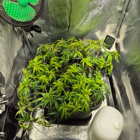 Fullgas!                             (Strain Hunters) growlog timeline photo